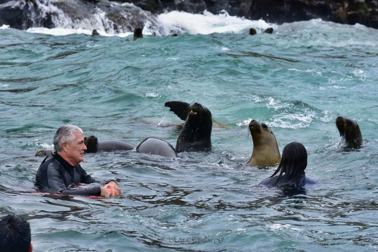 Nado con lobos marinos en las Islas Palomino